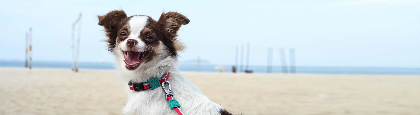 Zee.Dog Lola Dog Collar