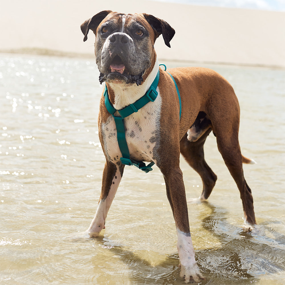 Zee.Dog Neopro Amazonia Dog H-Harness