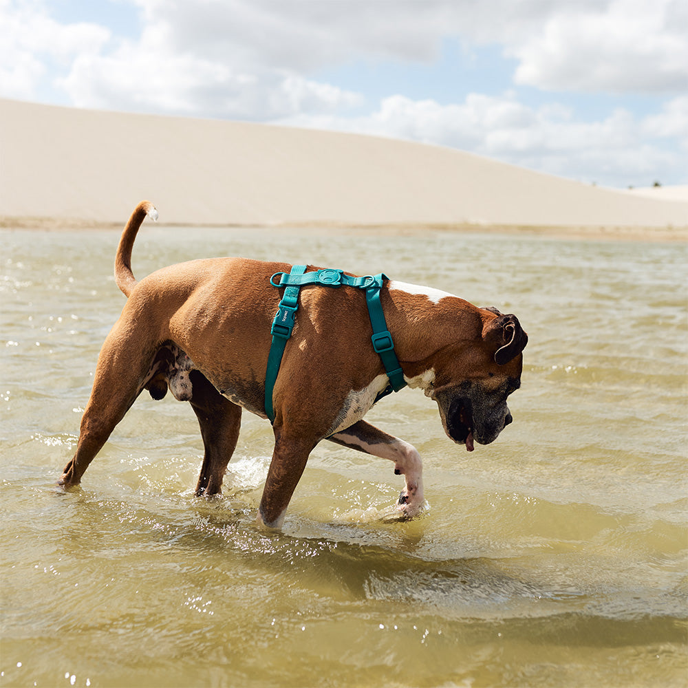 Zee.Dog Neopro Amazonia Dog H-Harness