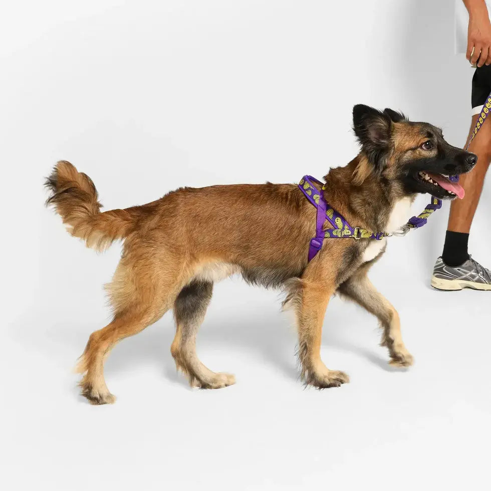 Zee.Dog Lords of Zee.Town SofterWalk Harness - Zmiley